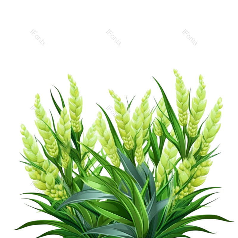 装饰图片,小满元素,麦子PNG,丰收免抠素材